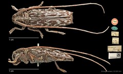 Paracyriothasastes marmoreus • © Ang Yuchen • CC BY 4.0