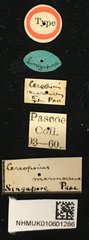Paracyriothasastes marmoreus • All Rights Reserved Museum Label