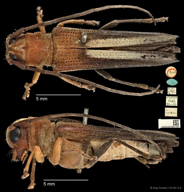 Paradystus notator • © Ang Yuchen • CC BY 4.0