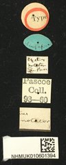 Paradystus notator • All Rights Reserved Museum Label