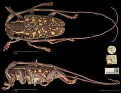 Peribasis helenor • © Ang Yuchen • CC BY 4.0