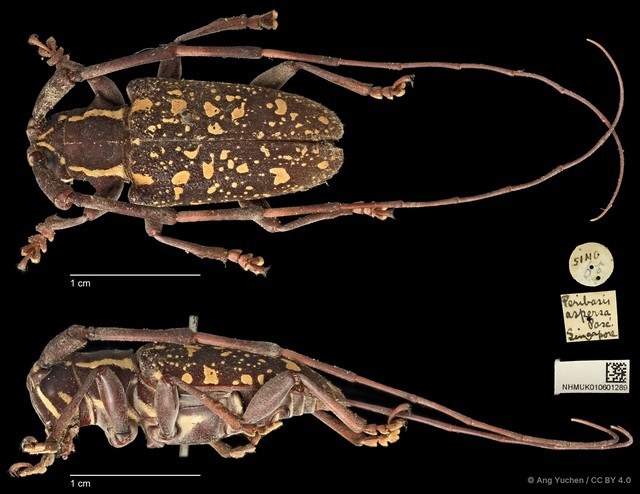 Peribasis helenor • © Ang Yuchen • CC BY 4.0