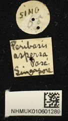 Peribasis helenor • All Rights Reserved Museum Label