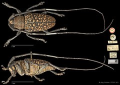 Peribasis pubicollis • © Ang Yuchen • CC BY 4.0