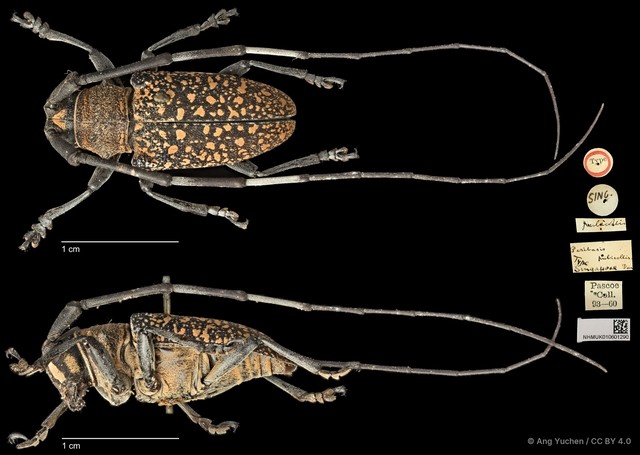 Peribasis pubicollis • © Ang Yuchen • CC BY 4.0