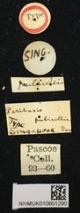 Peribasis pubicollis • All Rights Reserved Museum Label