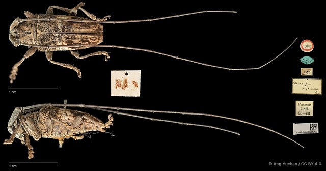 Pharsalia (Pharsalia) duplicata • © Ang Yuchen • CC BY 4.0