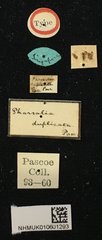 Pharsalia (Pharsalia) duplicata • All Rights Reserved Museum Label