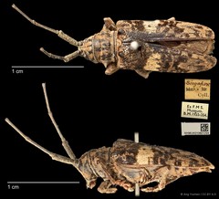 Pharsalia (Pharsalia) pulchra • © Ang Yuchen • CC BY 4.0