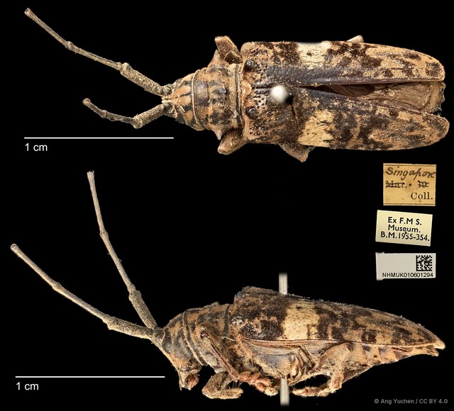Pharsalia (Pharsalia) pulchra • © Ang Yuchen • CC BY 4.0