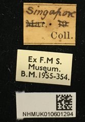 Pharsalia (Pharsalia) pulchra • All Rights Reserved Museum Label