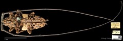 Pharsalia (Pharsalia) pulchra • © Ang Yuchen • CC BY 4.0
