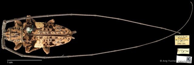 Pharsalia (Pharsalia) pulchra
