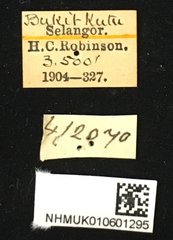 Pharsalia (Pharsalia) pulchra • All Rights Reserved Museum Label