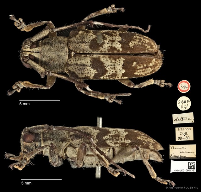 Planodes deterrens • © Ang Yuchen • CC BY 4.0