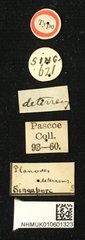Planodes deterrens • All Rights Reserved Museum Label