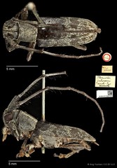 Planodes johorensis • © Ang Yuchen • CC BY 4.0