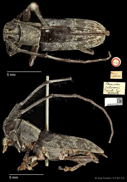 Planodes johorensis • © Ang Yuchen • CC BY 4.0