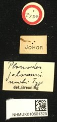 Planodes johorensis • All Rights Reserved Museum Label