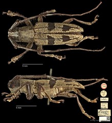 Planodes satelles • © Ang Yuchen • CC BY 4.0