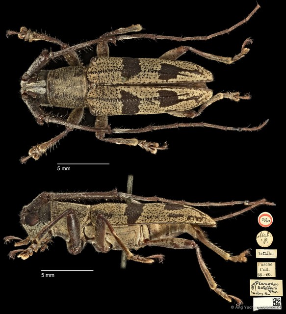 Planodes satelles • © Ang Yuchen • CC BY 4.0