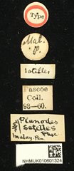 Planodes satelles • All Rights Reserved Museum Label
