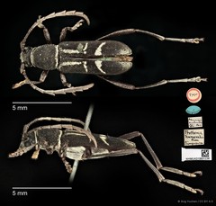 Prothema humeralis • © Ang Yuchen • CC BY 4.0