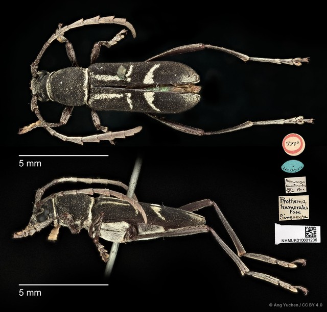 Prothema humeralis • © Ang Yuchen • CC BY 4.0