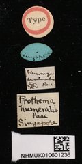 Prothema humeralis • All Rights Reserved Museum Label