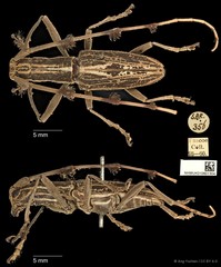 Psectrocera plumigera • © Ang Yuchen • CC BY 4.0