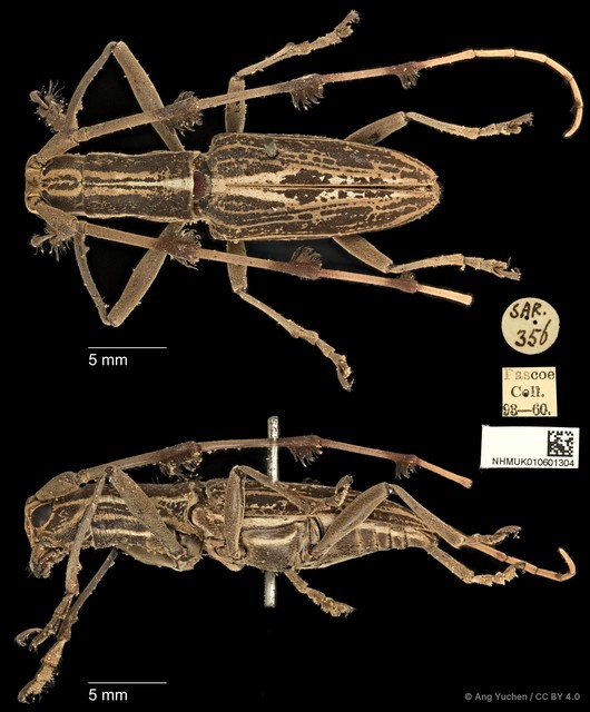 Psectrocera plumigera • © Ang Yuchen • CC BY 4.0