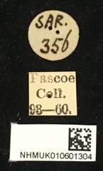 Psectrocera plumigera • All Rights Reserved Museum Label