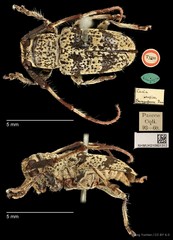 Pseudozelota capito • © Ang Yuchen • CC BY 4.0