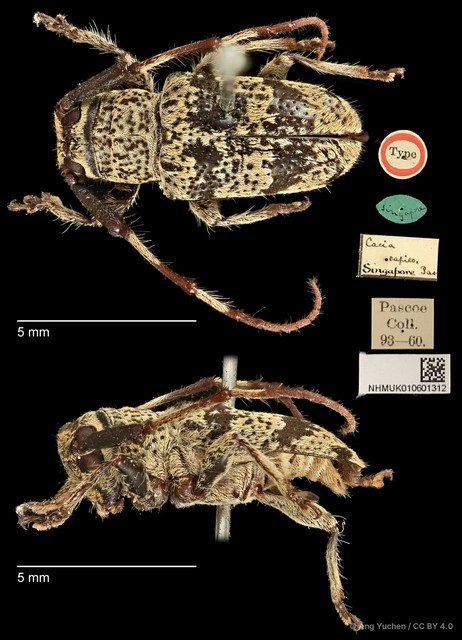 Pseudozelota capito • © Ang Yuchen • CC BY 4.0