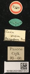 Pseudozelota capito • All Rights Reserved Museum Label