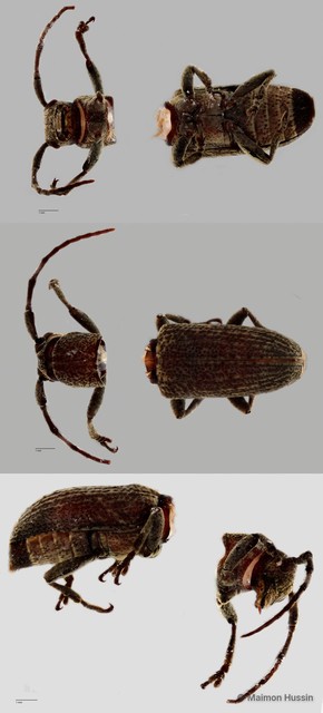Pterolophia sp. "cf. melanura ZRCBDP0055834" • © Maimon Hussin • All Rights Reserved