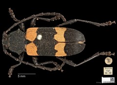 Purpuricenus malaccensis • © Ang Yuchen • CC BY 4.0