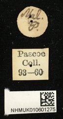 Purpuricenus malaccensis • All Rights Reserved Museum Label