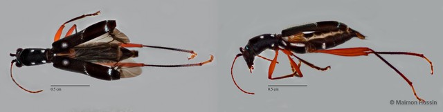 Sclethrus sp. "ZRCBDP0071828" • © Maimon Hussin • All Rights Reserved