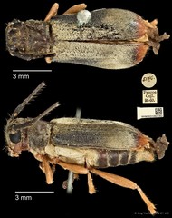 Serixia apicalis • © Ang Yuchen • CC BY 4.0