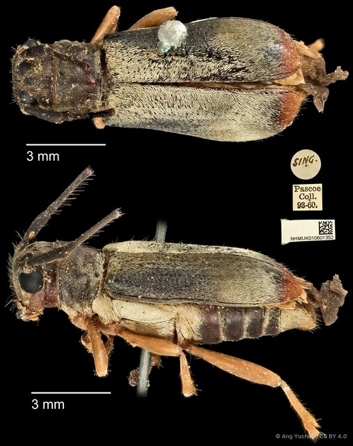 Serixia apicalis • © Ang Yuchen • CC BY 4.0