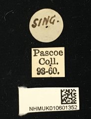 Serixia apicalis • All Rights Reserved Museum Label