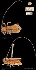 Serixia longicornis • © Ang Yuchen • CC BY 4.0