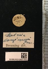 Serixia longicornis • All Rights Reserved Museum Label