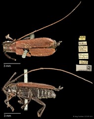 Serixia nigripes • © Ang Yuchen • CC BY 4.0
