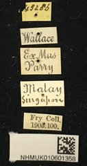 Serixia nigripes • All Rights Reserved Museum Label