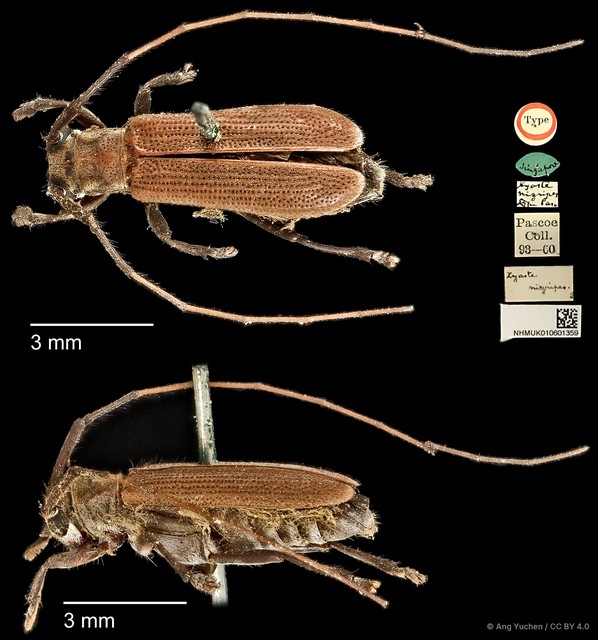 Serixia nigripes