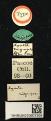 Serixia nigripes • All Rights Reserved Museum Label