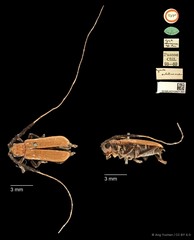 Serixia nigripes • © Ang Yuchen • CC BY 4.0