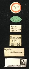 Serixia nigripes • All Rights Reserved Museum Label